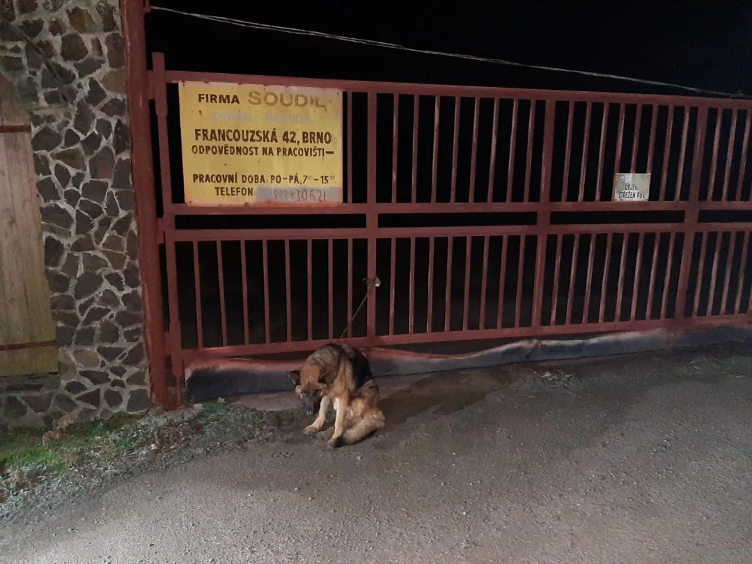 Na Vyškovsku někdo utýral fenku německého ovčáka. Zuboženou a nemocnou ji přivázal k bráně