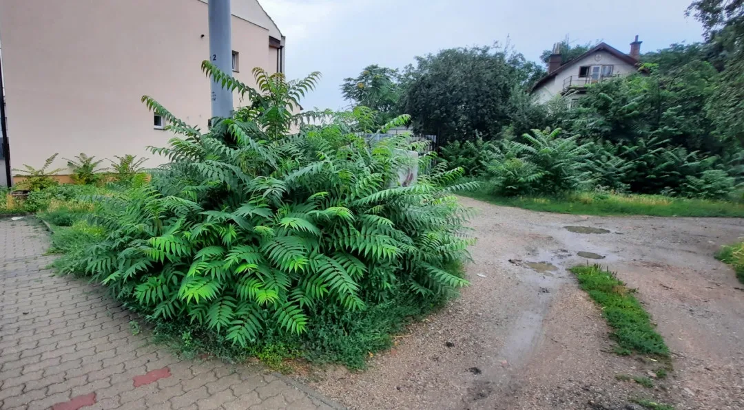 Na Pálavě bojují s invazivním pajasanem. Vlastníci pozemků ho musí průběžně odstraňovat