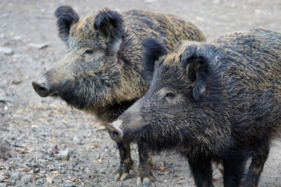 wild-boar-2256296_1280