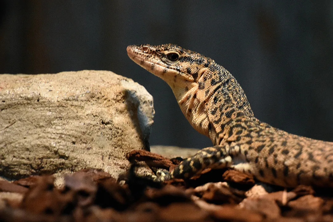 V hodonínské zoo mají nové přírůstky. Návštěvníci mohou vidět pár ohrožených varanů