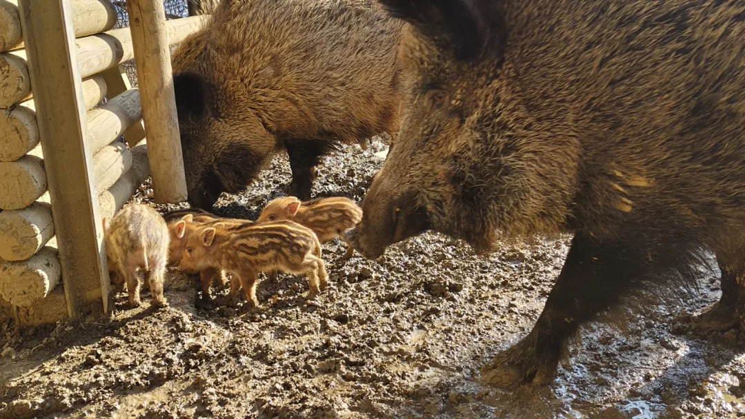 V brněnské oboře Holedná se narodila selátka. Chovejte se tiše a nekrmte je, vyzývá správce