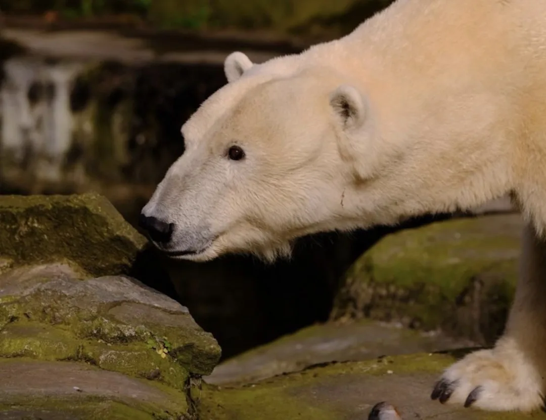 Lední medvěd má mít v Brně nový výběh. Zoo hledá zhotovitele, v termínu nepřišla žádná nabídka