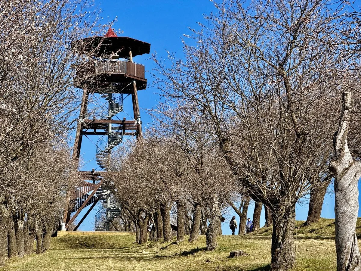 Letošní hustopečské slavnosti mandloní a vína přilákaly již tisíce návštěvníků. Rozkvétající sad zaplnily davy