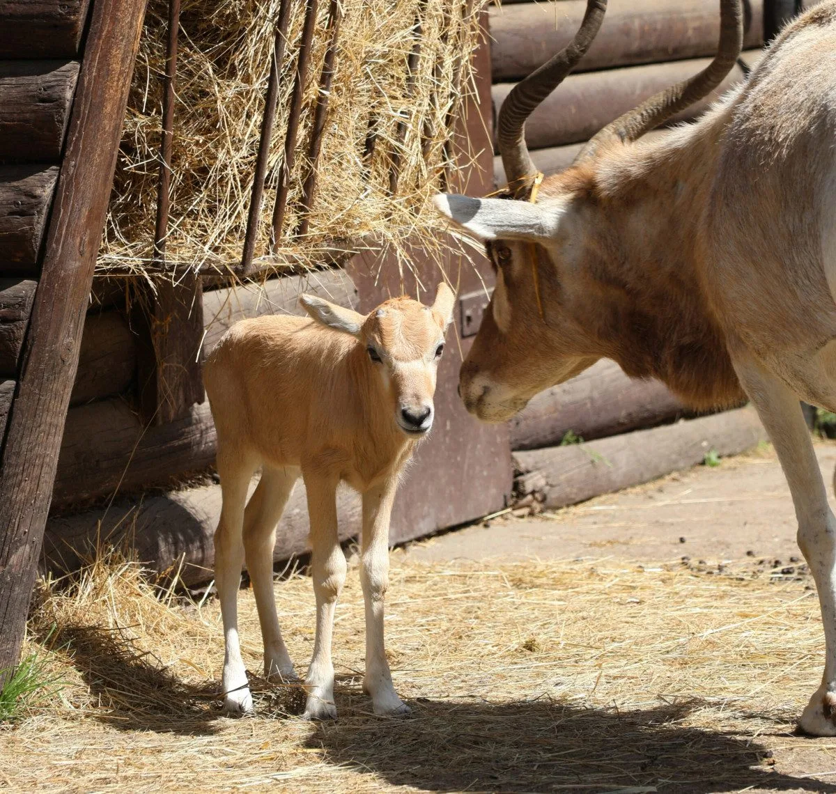V hodonínské zoo se narodilo mládě ohrožené antilopy. Už skotačí ve výběhu
