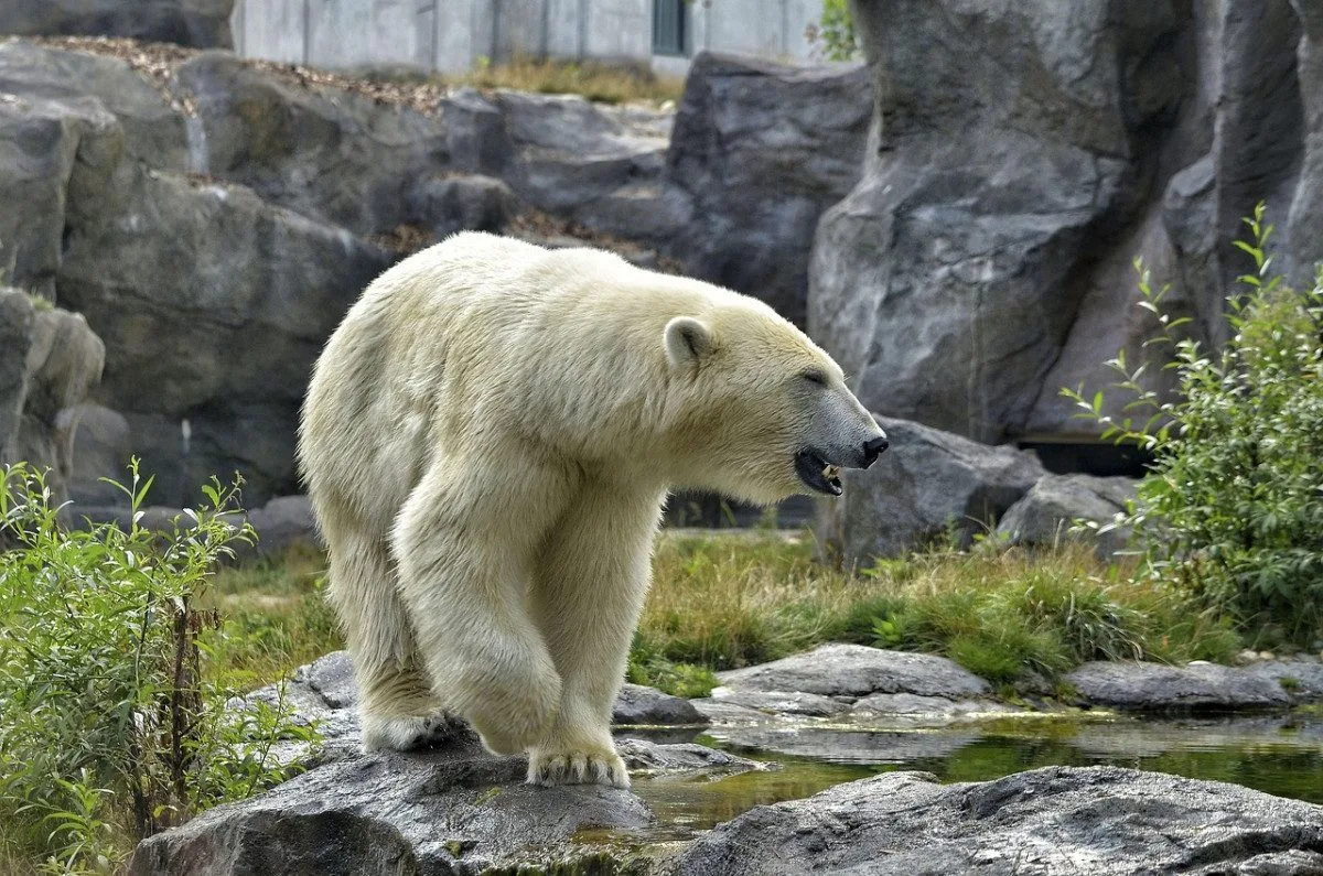 Lední medvědi budou mít větší výběh. Brněnská zoo se pouští do jeho úprav