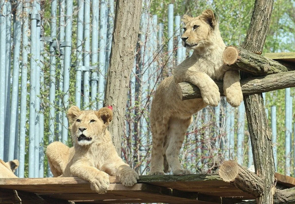 Lvi v hodonínské zoo mají novou atrakci. Hrají si na čtyřpatrové palandě