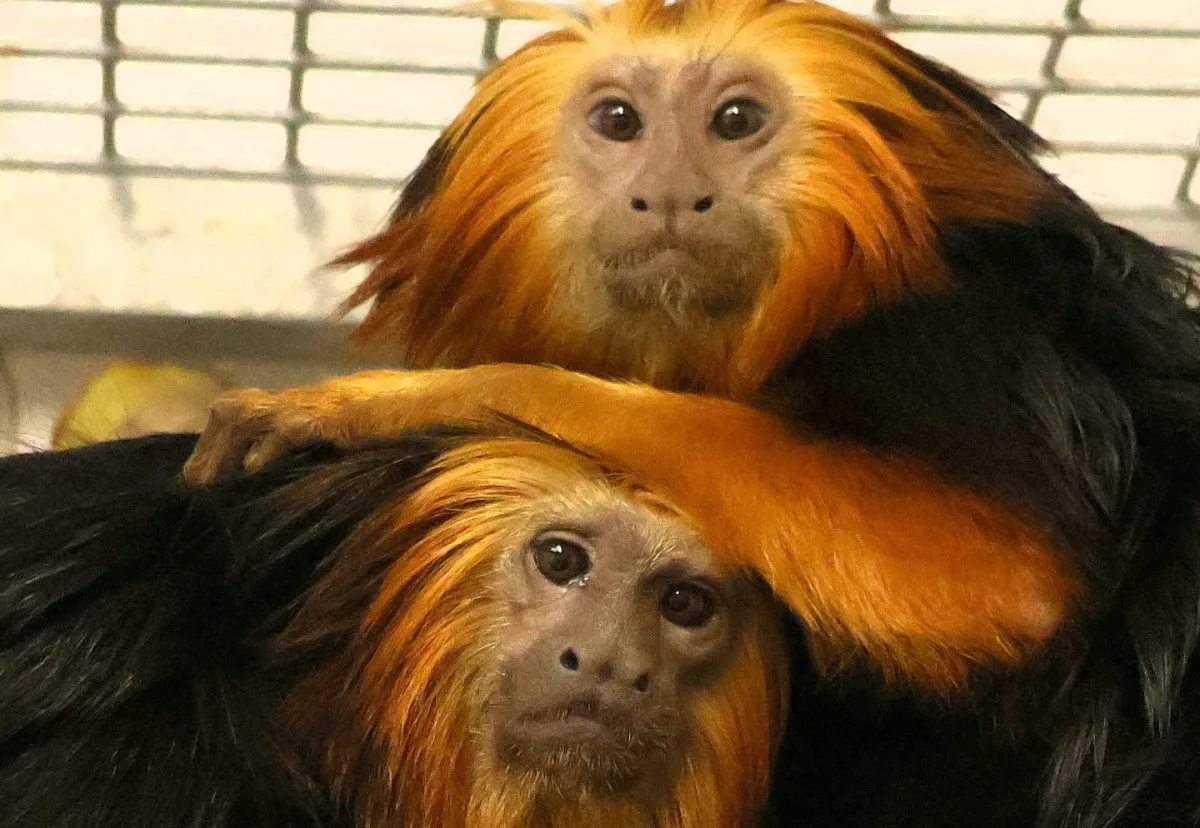 V hodonínské zoo nově chovají opičky z brazilského pralesa. Už přivítali i mládě
