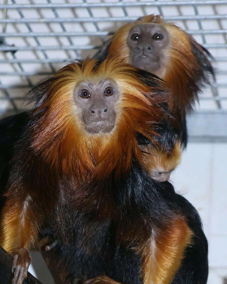 V hodonínské zoo nově chovají opičky z brazilského pralesa. Už přivítali i mládě