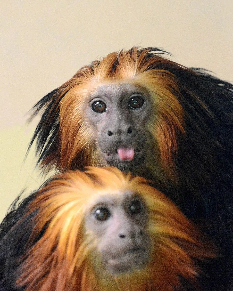 V hodonínské zoo nově chovají opičky z brazilského pralesa. Už přivítali i mládě