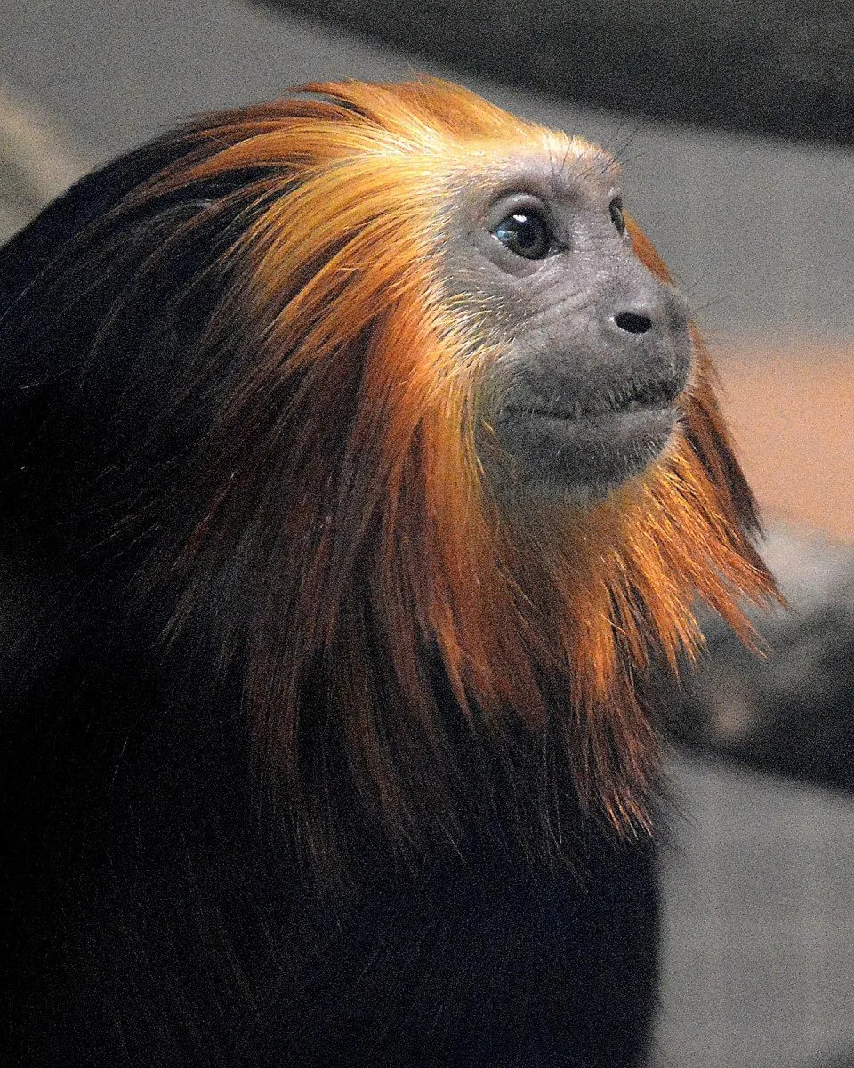 V hodonínské zoo nově chovají opičky z brazilského pralesa. Už přivítali i mládě