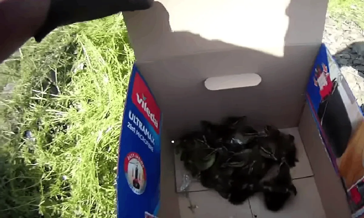 VIDEO: Tucet káčat se ukrývalo na okraji kolejiště, už spokojeně plevou v řece