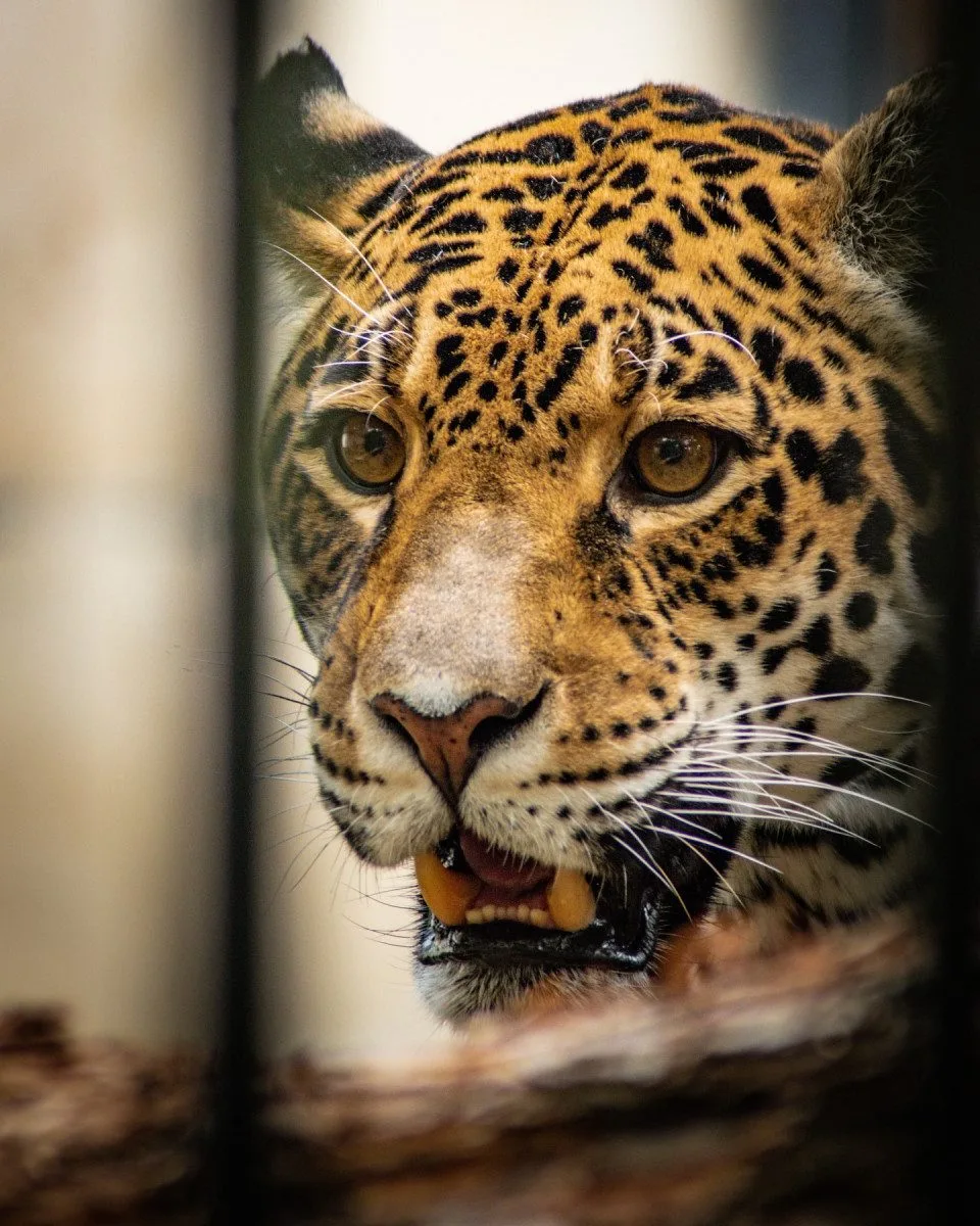 V Hodoníně touží po mláděti jaguára, po osmi letech by se mohlo zadařit