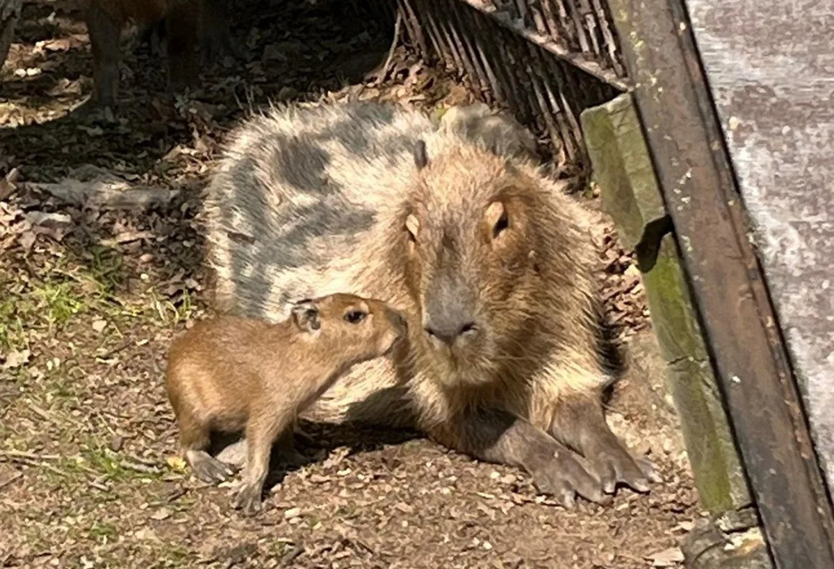 V brněnské zoo přivítali nová mláďata. Narodila se kapybara Mia