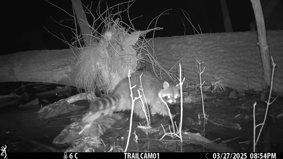 Roztomilý vetřelec. Mýval si podmaňuje jižní Moravu, vědci bijí na poplach