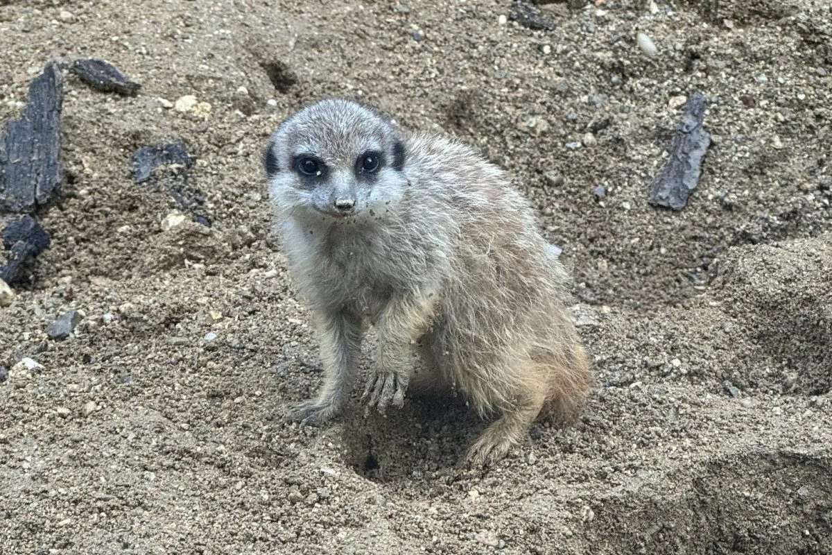 V brněnské zoo přivítali nová mláďata. Narodil se malý bizon i surikata