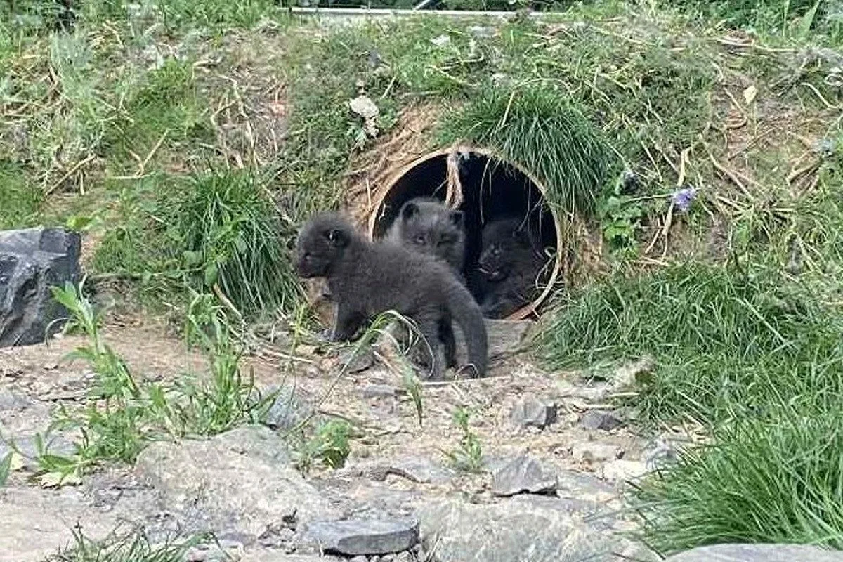 VIDEO: Malí chlupáči v brněnské zoo. Narodila se mláďata polárních lišek