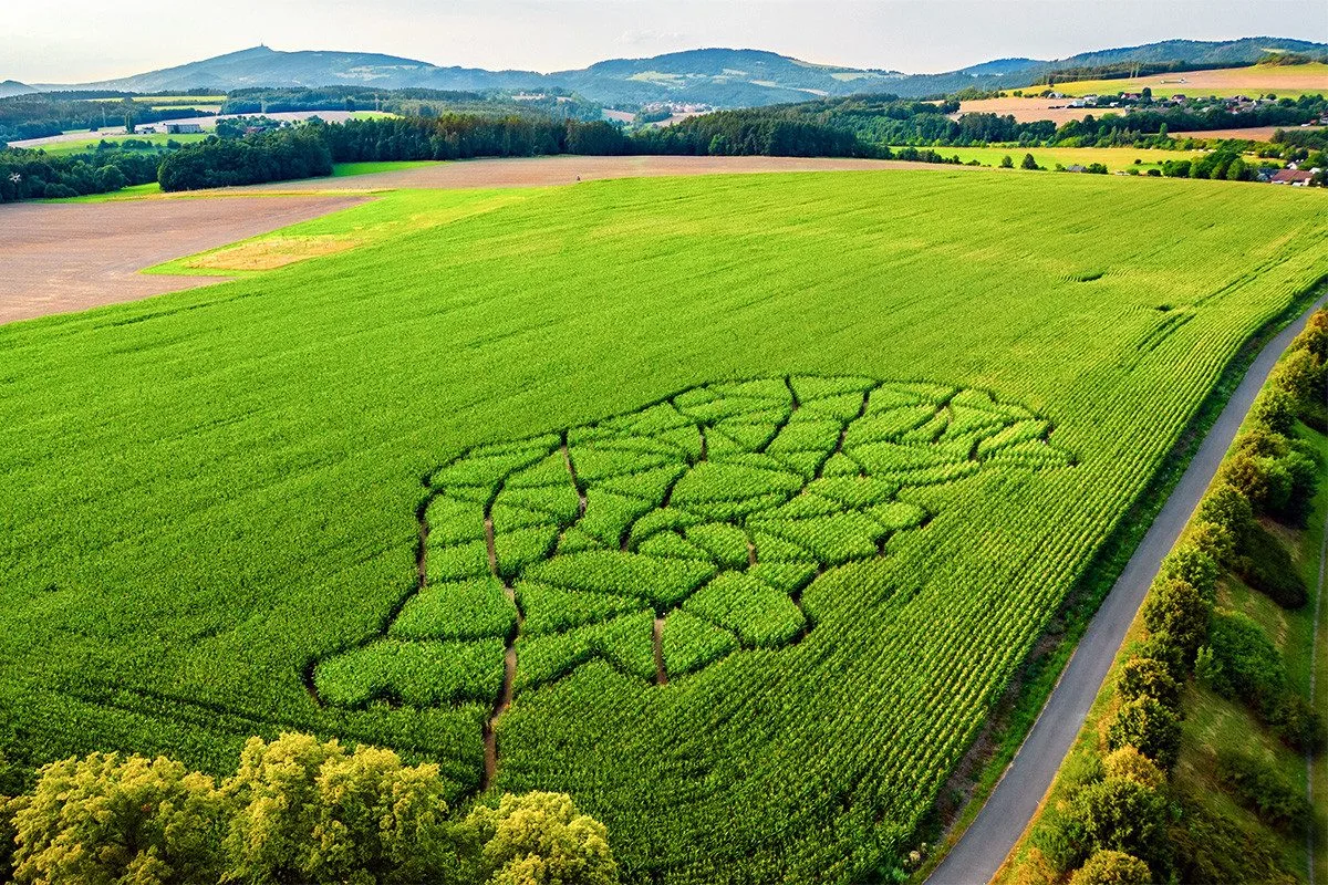 Zábava na léto? V brněnských Žabovřeskách vyrostlo kukuřičné bludiště