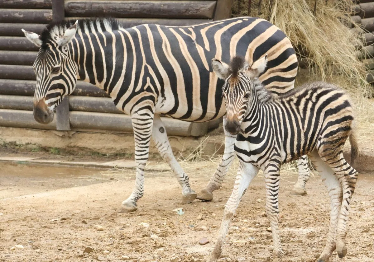 V hodonínské zoo se narodilo zebří mládě, má se čile k světu