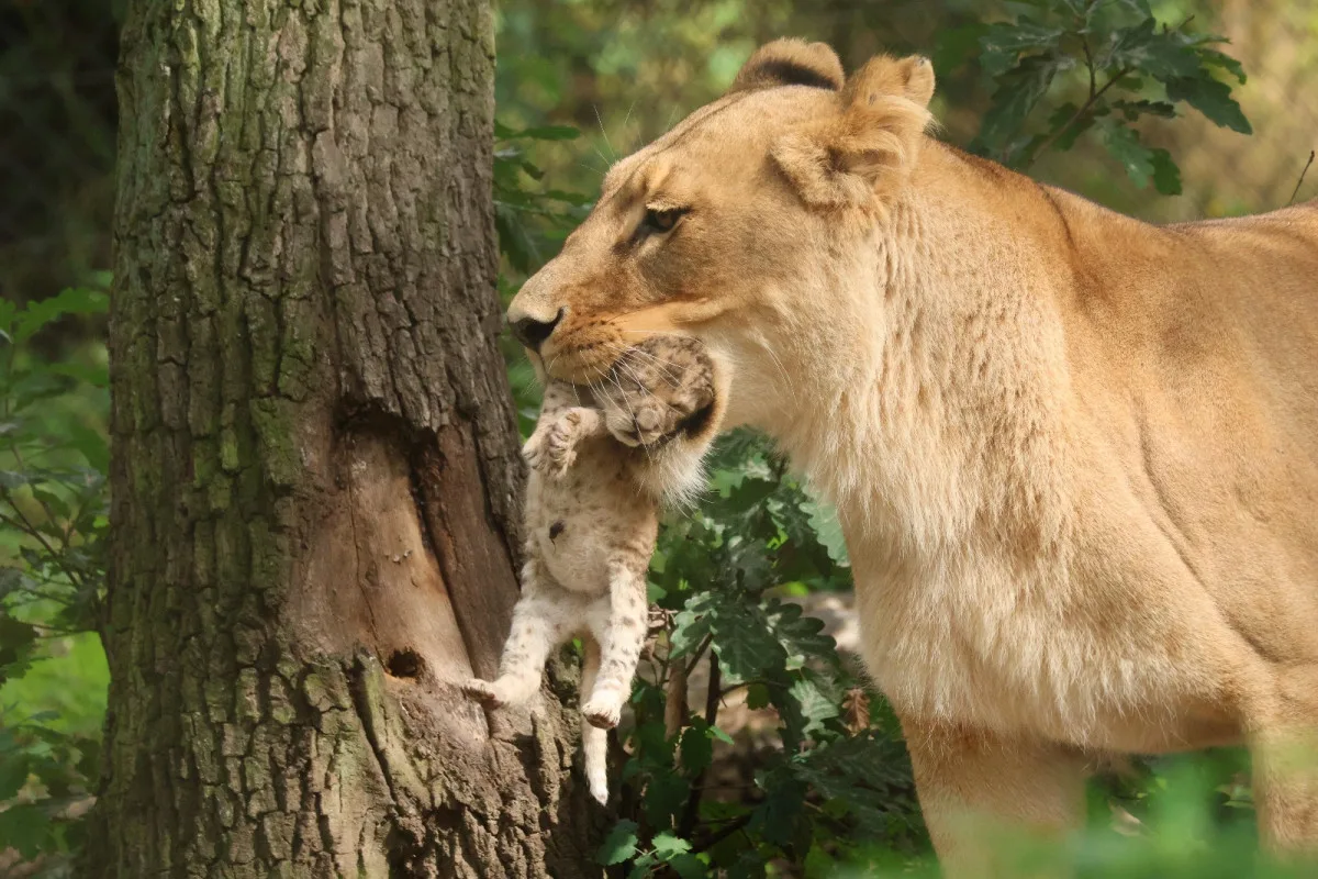 Máme lvíče, radují se chovatelé z brněnské zoo. Modlili se za ně osm let