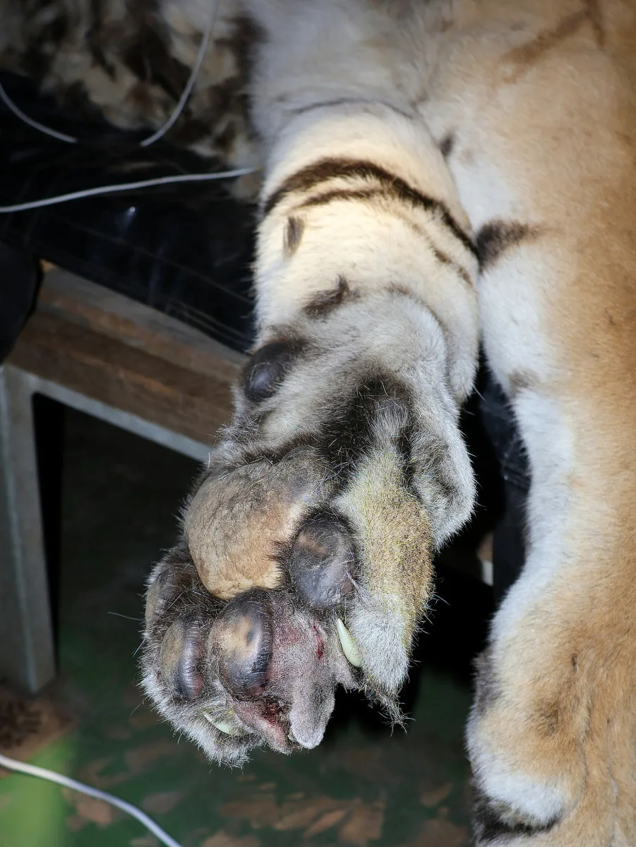 Tygr z hodonínské zoo musel na operaci s bolavou tlapkou. Zarostl mu dráp