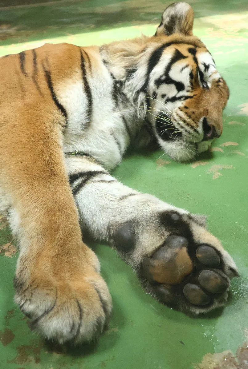 Tygr z hodonínské zoo musel na operaci s bolavou tlapkou. Zarostl mu dráp