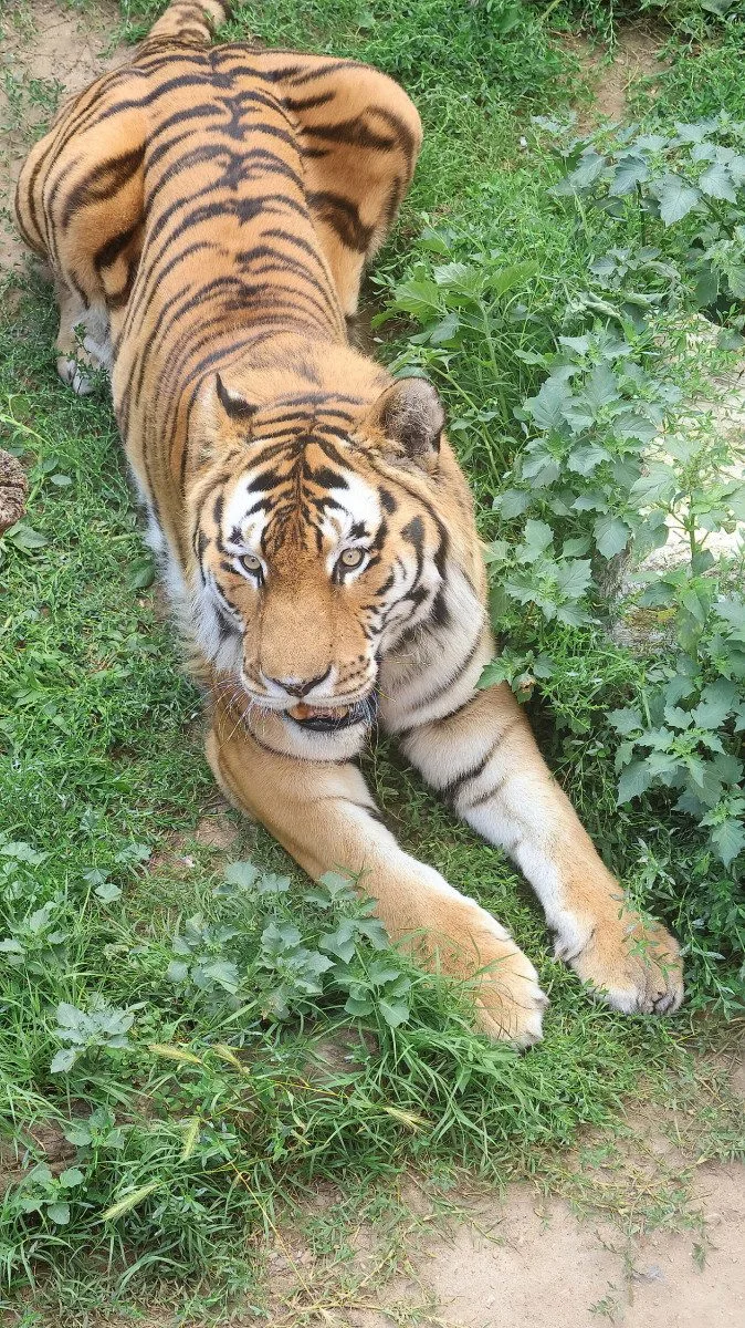 Tygr z hodonínské zoo musel na operaci s bolavou tlapkou. Zarostl mu dráp