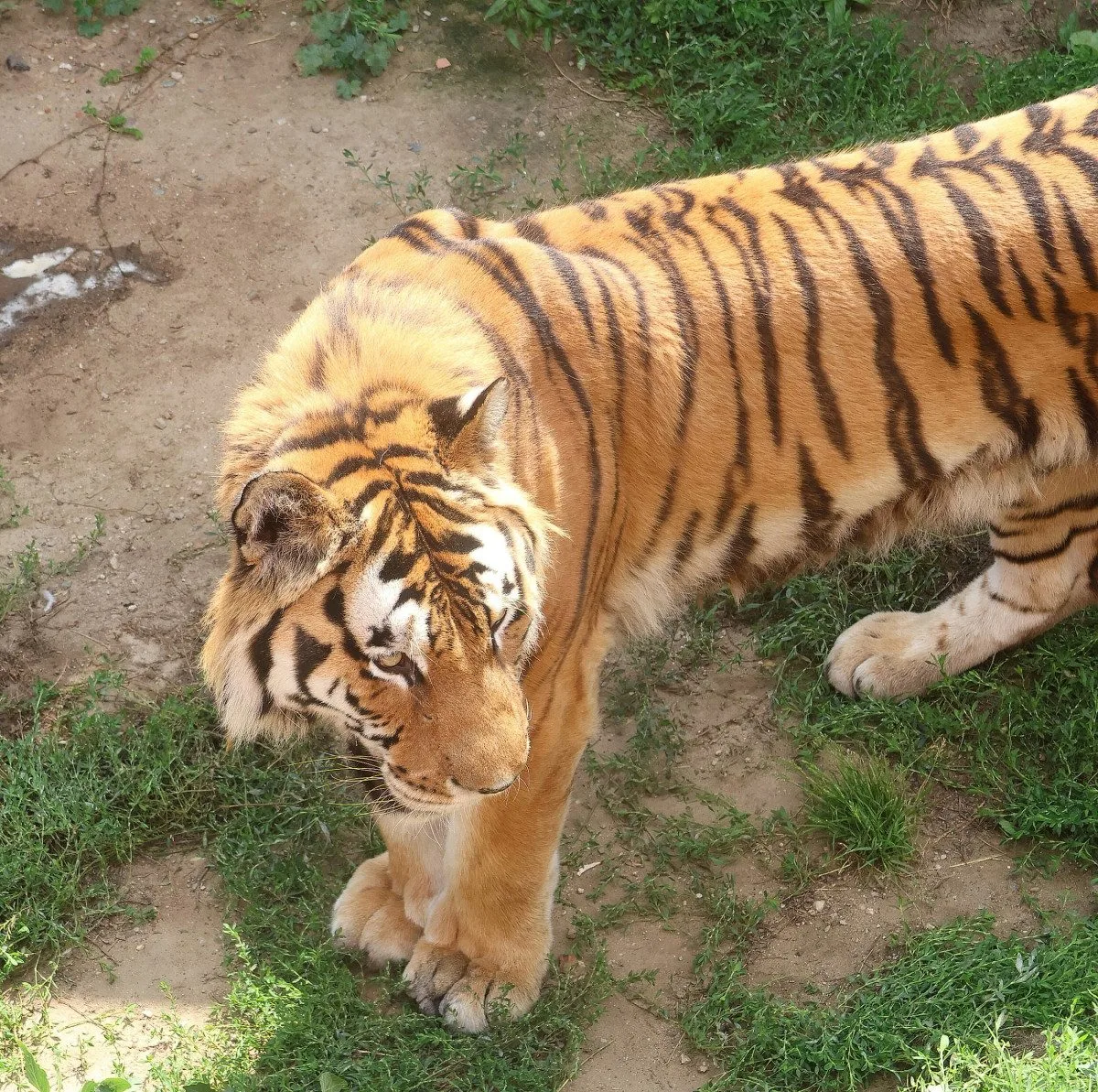 Tygr z hodonínské zoo musel na operaci s bolavou tlapkou. Zarostl mu dráp