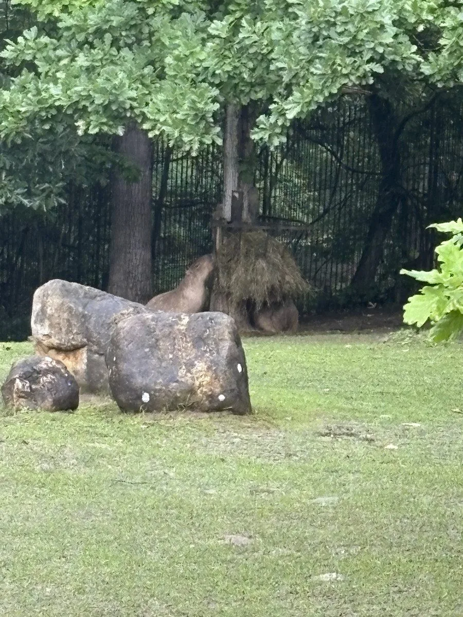 FOTOGALERIE: Co dělají zvířata v brněnské zoo, když prší? Podívejte se