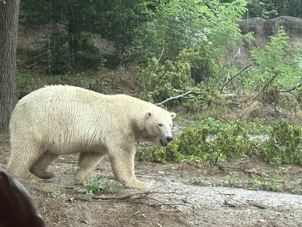 Brněnská zoo byla vyslyšena. Plánované novinky vrátí zahradu zpátky mezi turistické oblíbence