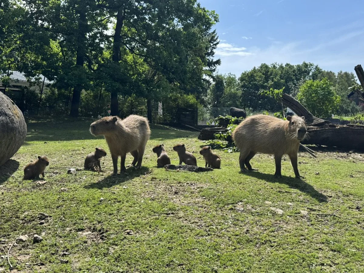 Brněnská zoo slaví kapybří přírůstky. Ve výběhu řádí hned šest mláďat najednou