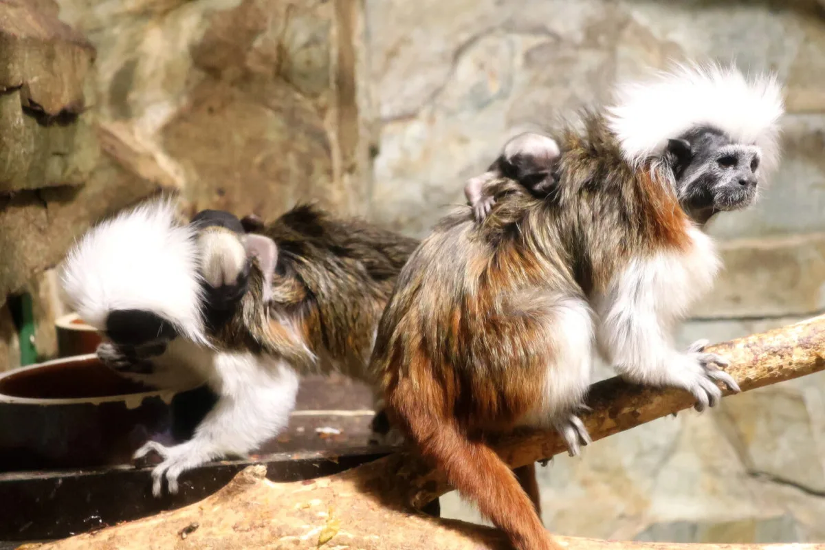 Hodonínská zoo slaví přírůstky, přišla na svět dvojčata tamarínů pinčích