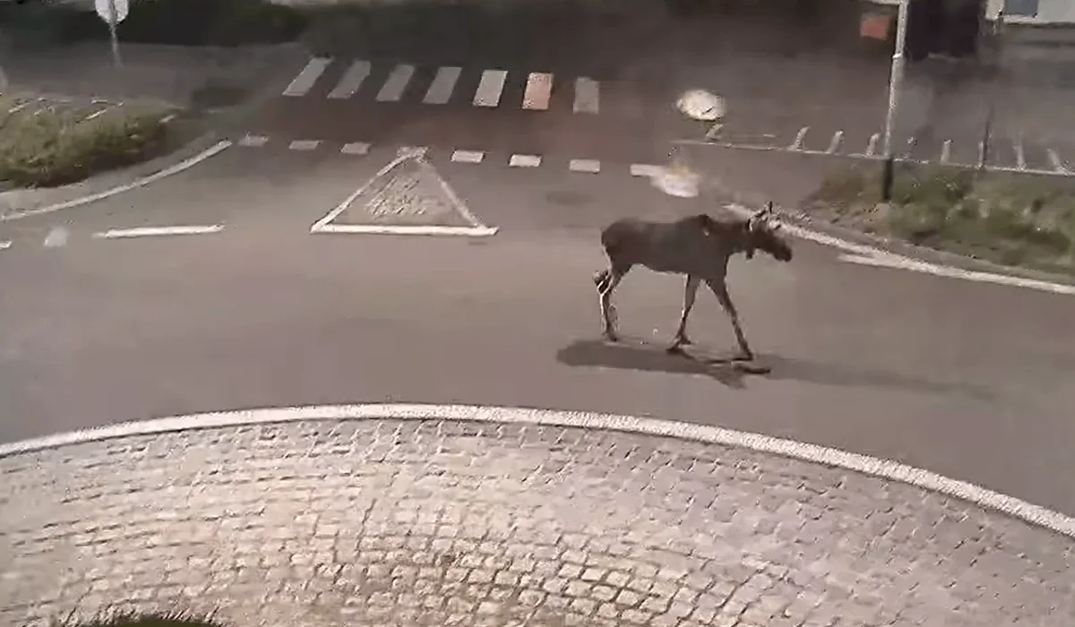 Morava Emilovi nestačila. Los se procházel po Břeclavi, odešel do Rakouska