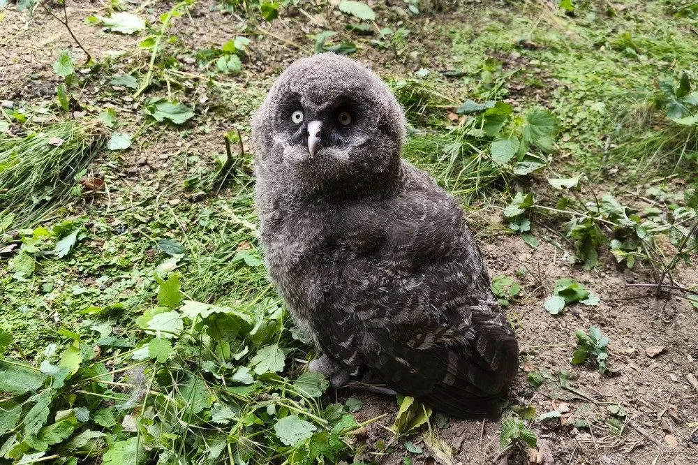 Chovatelé v brněnské zoo se radují z desítek opeřených přírůstků