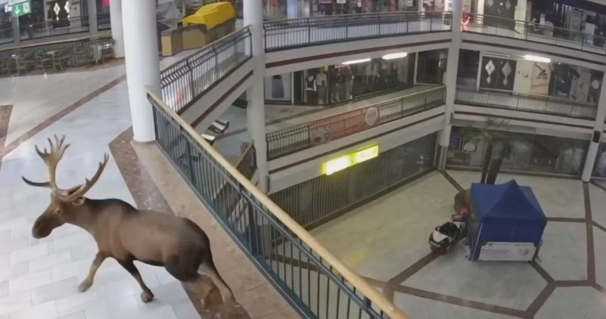 Losa Emila v Rakousku milují. Nákupní centrum ho proměnilo v reklamní hvězdu
