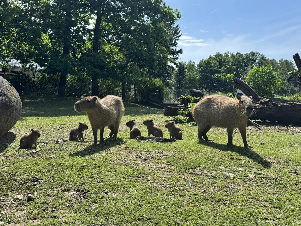 Asi osm set adoptivních rodičů přispěje brněnské zoo přes dva miliony korun