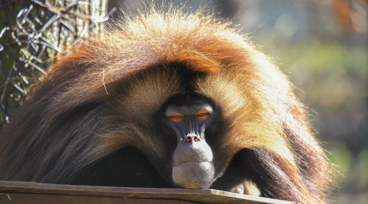 Zoo Brno otevírá nový výběh pro dželady a zve na slavnostní den