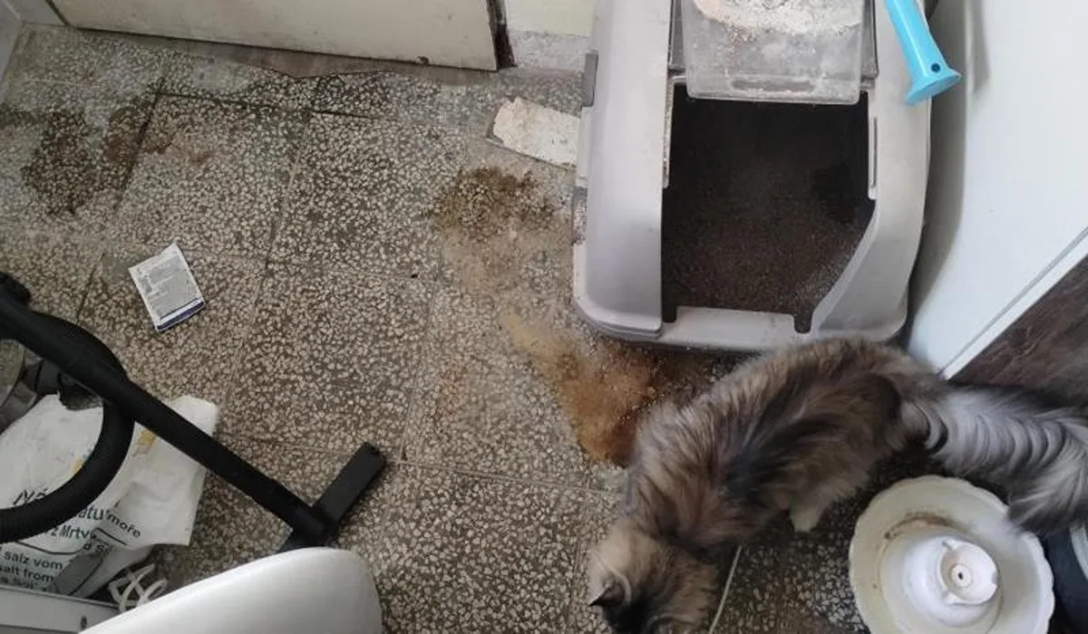 Zápach a nepořádek. Inspektoři zavřeli kočičí kavárnu v Ivančicích