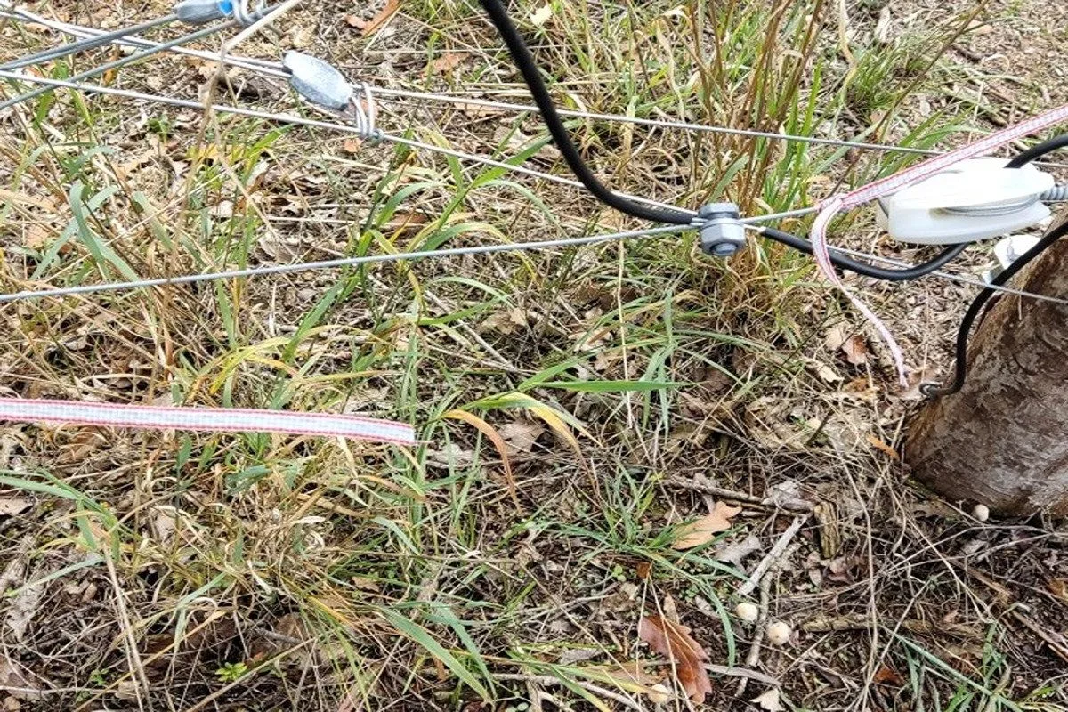 V Podyjí někdo poškodil elektrické ohradníky, ohrozil tím divoké koně