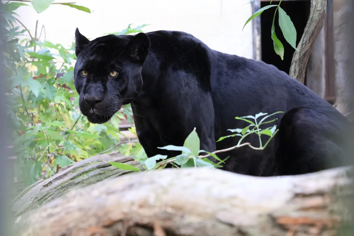 Černý jaguár z Hodonína odlétá na Tenerife, v tamní zoo zůstane dva roky
