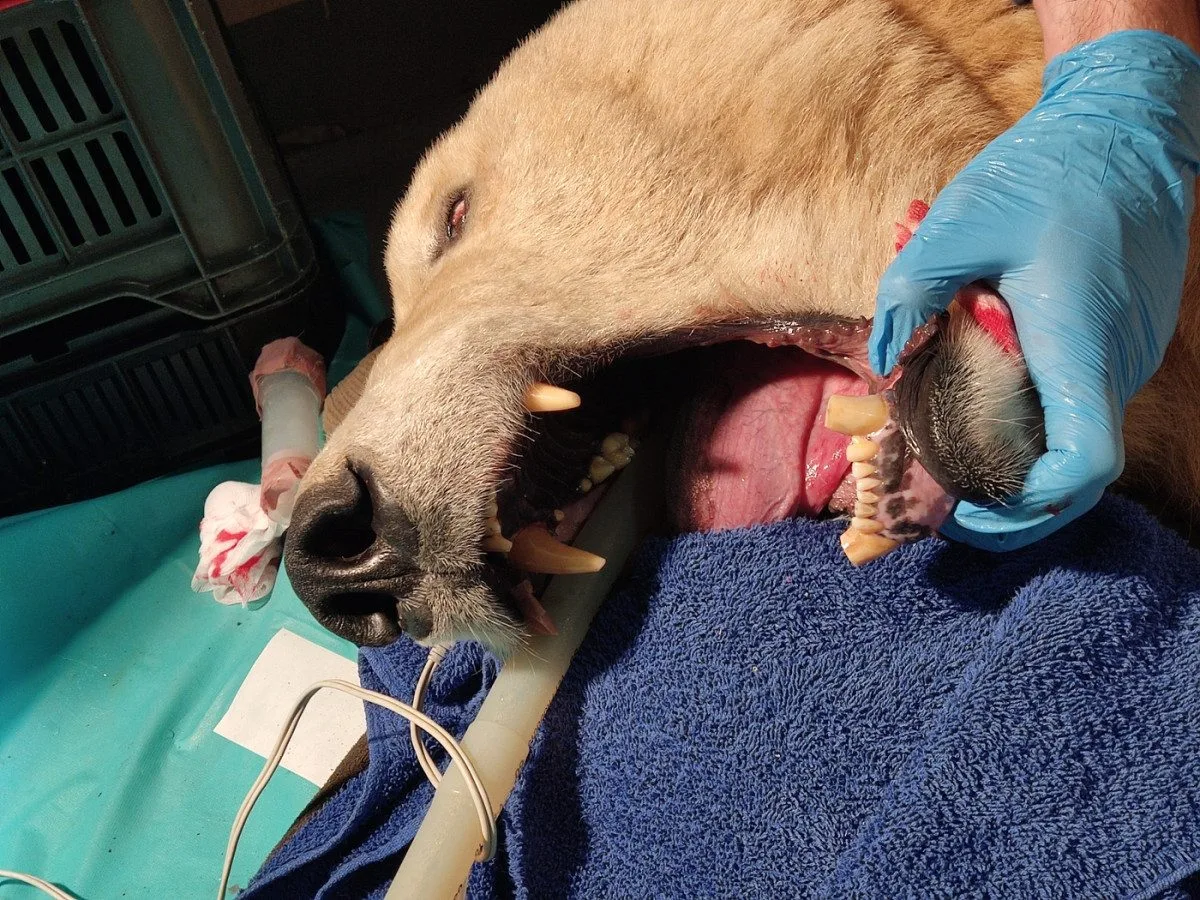 Lední medvědice Elsa musela na operaci. Veterináři jí v Brně zachránili špičáky