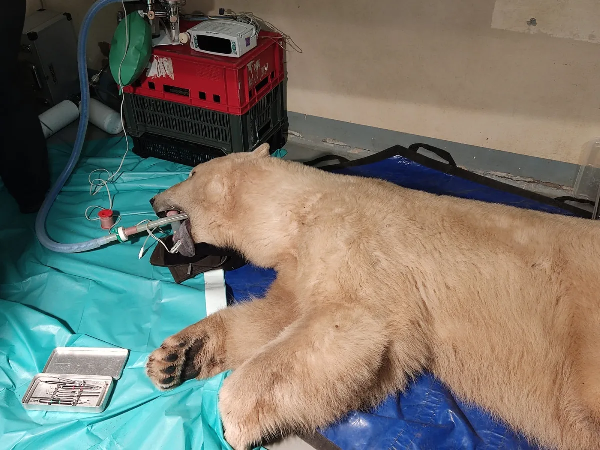 Lední medvědice Elsa musela na operaci. Veterináři jí v Brně zachránili špičáky