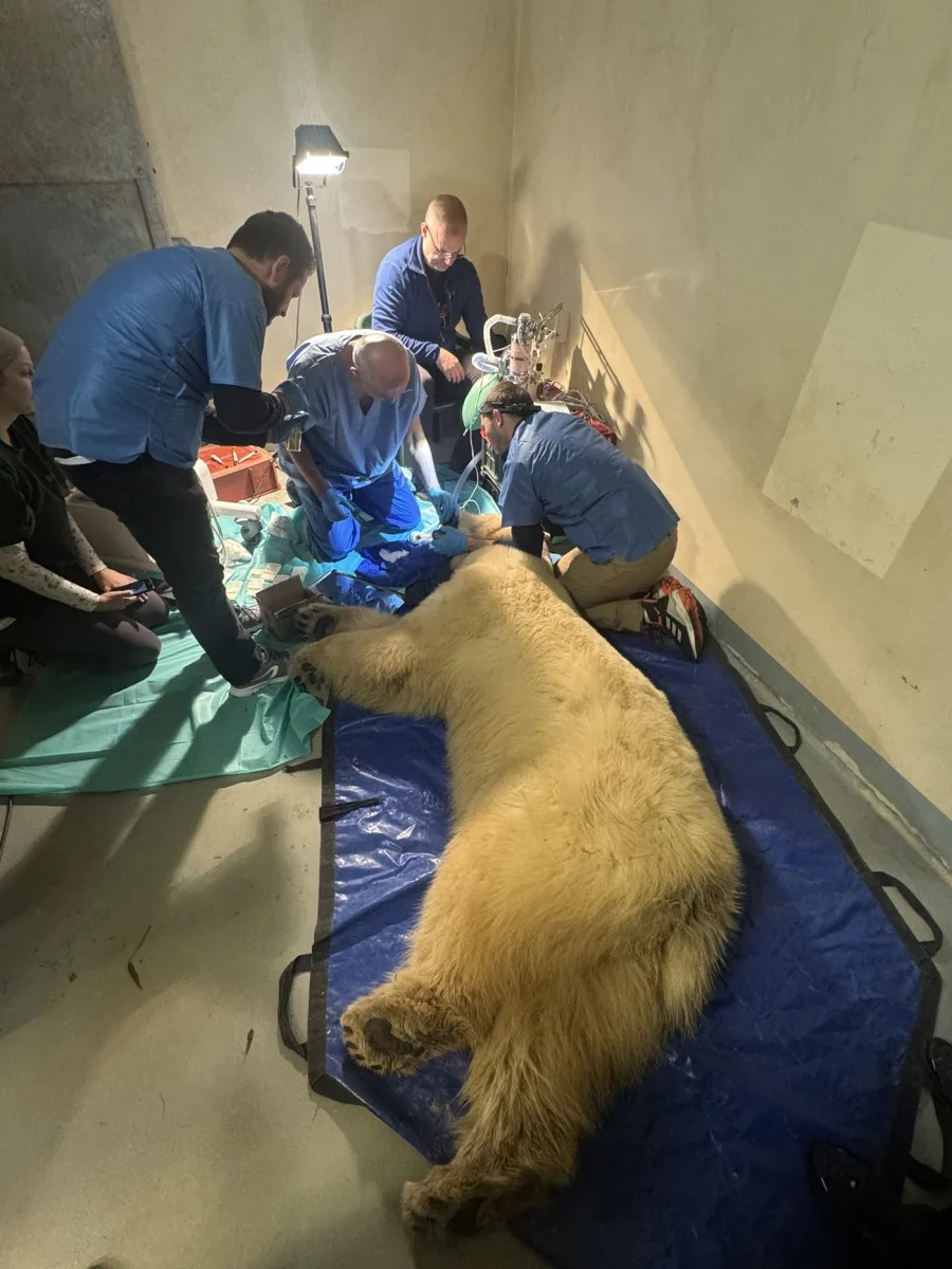 Lední medvědice Elsa musela na operaci. Veterináři jí v Brně zachránili špičáky
