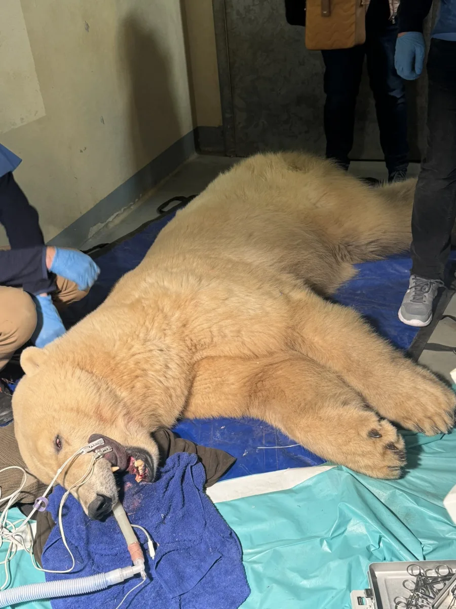 Lední medvědice Elsa musela na operaci. Veterináři jí v Brně zachránili špičáky