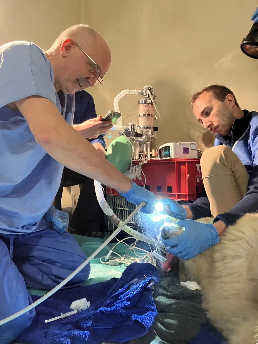 Lední medvědice Elsa musela na operaci. Veterináři jí v Brně zachránili špičáky