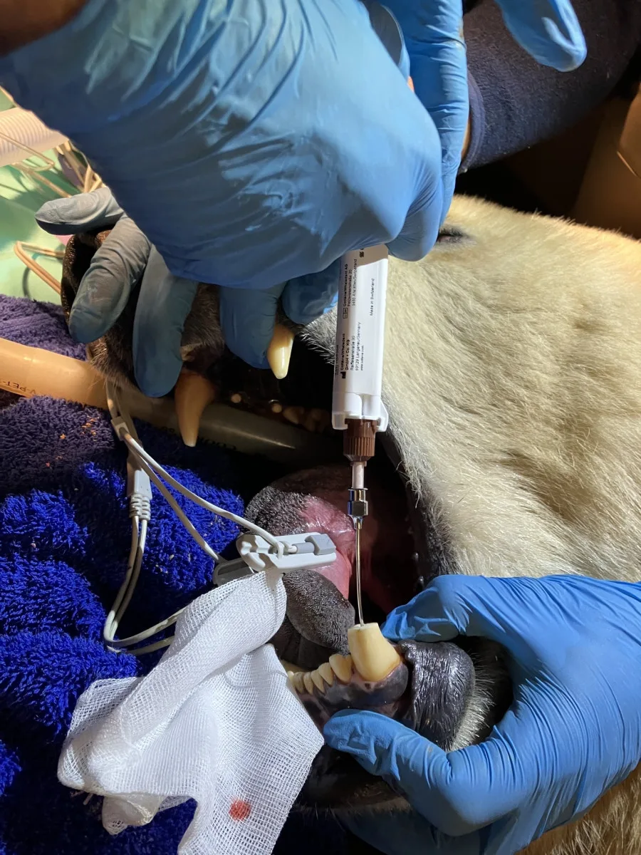 Lední medvědice Elsa musela na operaci. Veterináři jí v Brně zachránili špičáky