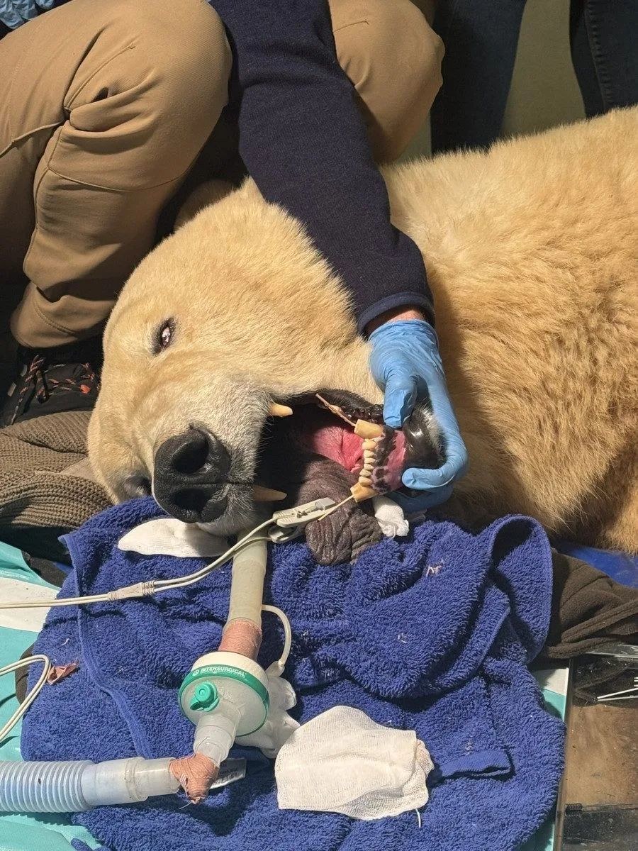 Lední medvědice Elsa musela na operaci. Veterináři jí v Brně zachránili špičáky