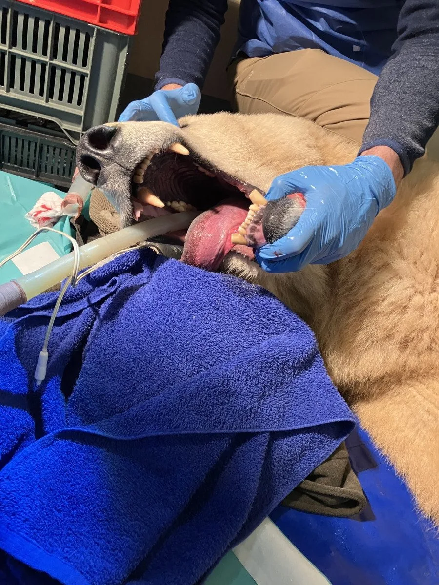 Lední medvědice Elsa musela na operaci. Veterináři jí v Brně zachránili špičáky