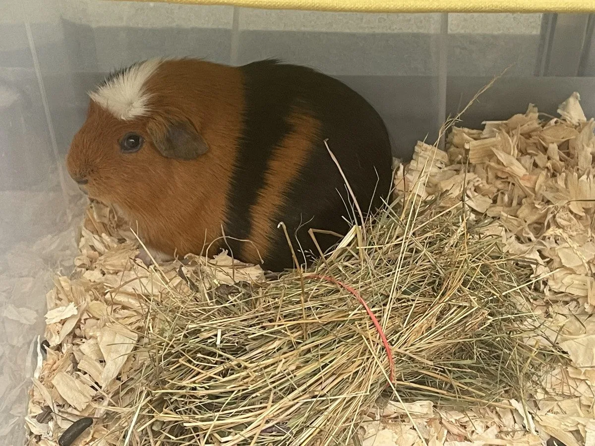 V Brně ožívá botanická zahrada. Začíná výstava plná papoušků, morčat, králíků i plazů