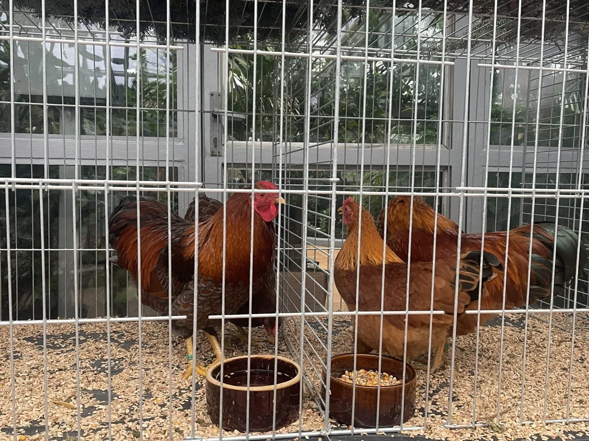 V Brně ožívá botanická zahrada. Začíná výstava plná papoušků, morčat, králíků i plazů