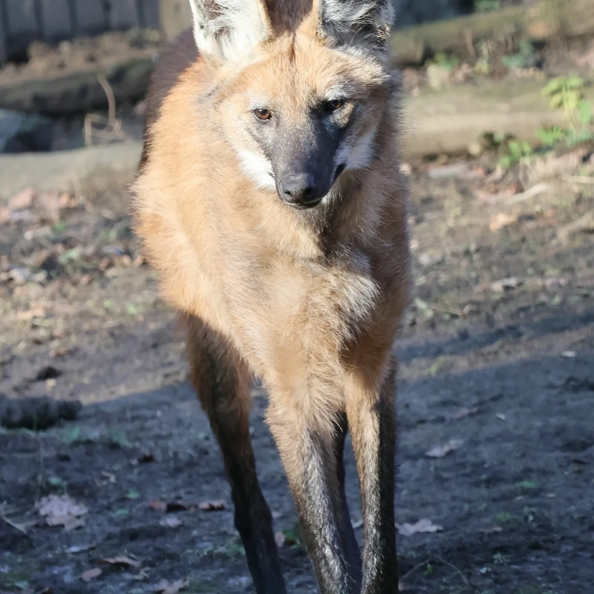 Sice tak vypadají, ale lišky to nejsou. Do zoo v Hodoníně se vrátili psi hřivnatí